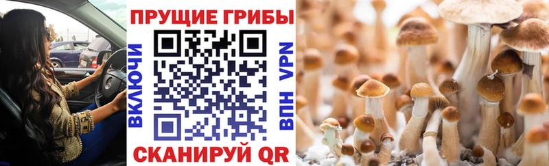 Псилоцибиновые грибы Psilocybine cubensis  Купить закладки  Дорогобуж 